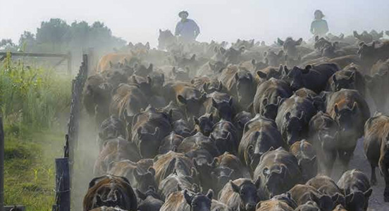 Cualidades de los Rodeos