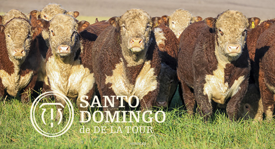 Hereford de Santo Domingo